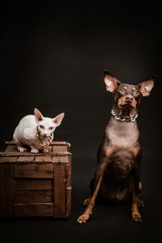 dog and cat on wooden chest